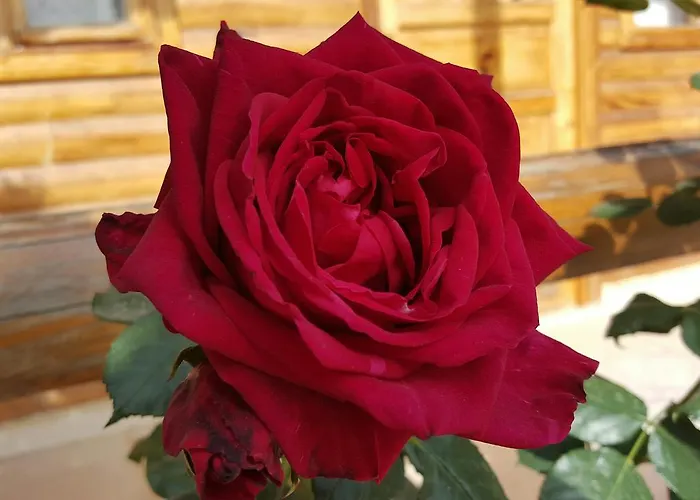 Oranj Ranch Hotel Kemer