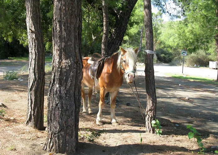 Oranj Ranch 3*