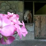 Otel Oranj Ranch Kemer