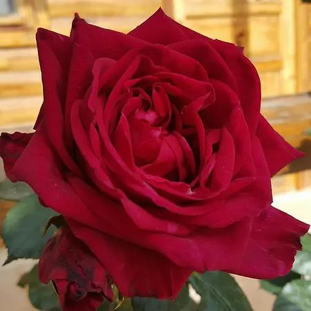 Oranj Ranch Hotel Kemer