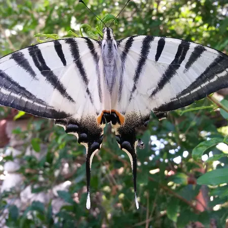 Otel Oranj Ranch Kemer